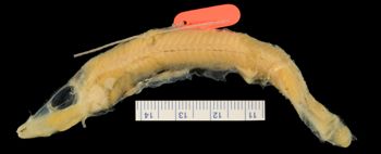 Media type: image; Ichthyology 164235